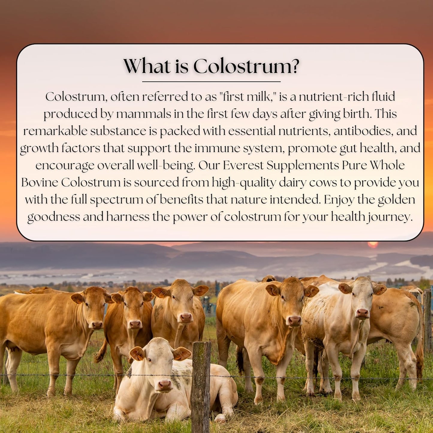 Bovine Colostrum Powder for Gut Health